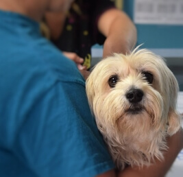 Complementary health care for pets