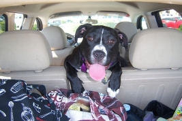 Car travel for pets
