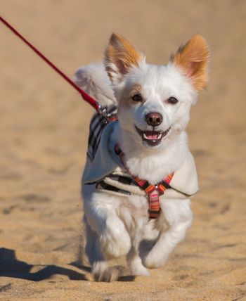 Pet-friendly accommodation in Invermere, British Columbia