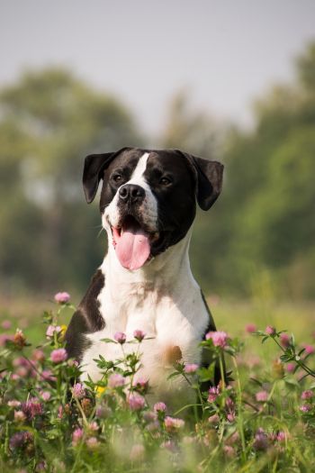 Pet-friendly accommodation in Colwood, British Columbia