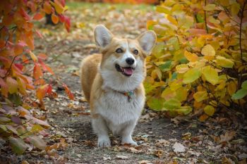 Pet-friendly accommodation in Christina Lake, British Columbia